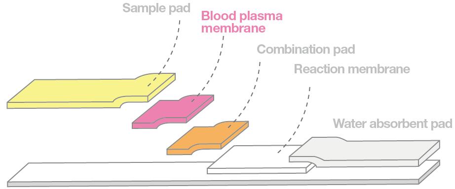 blood plasma membrane-cbt-03.jpg